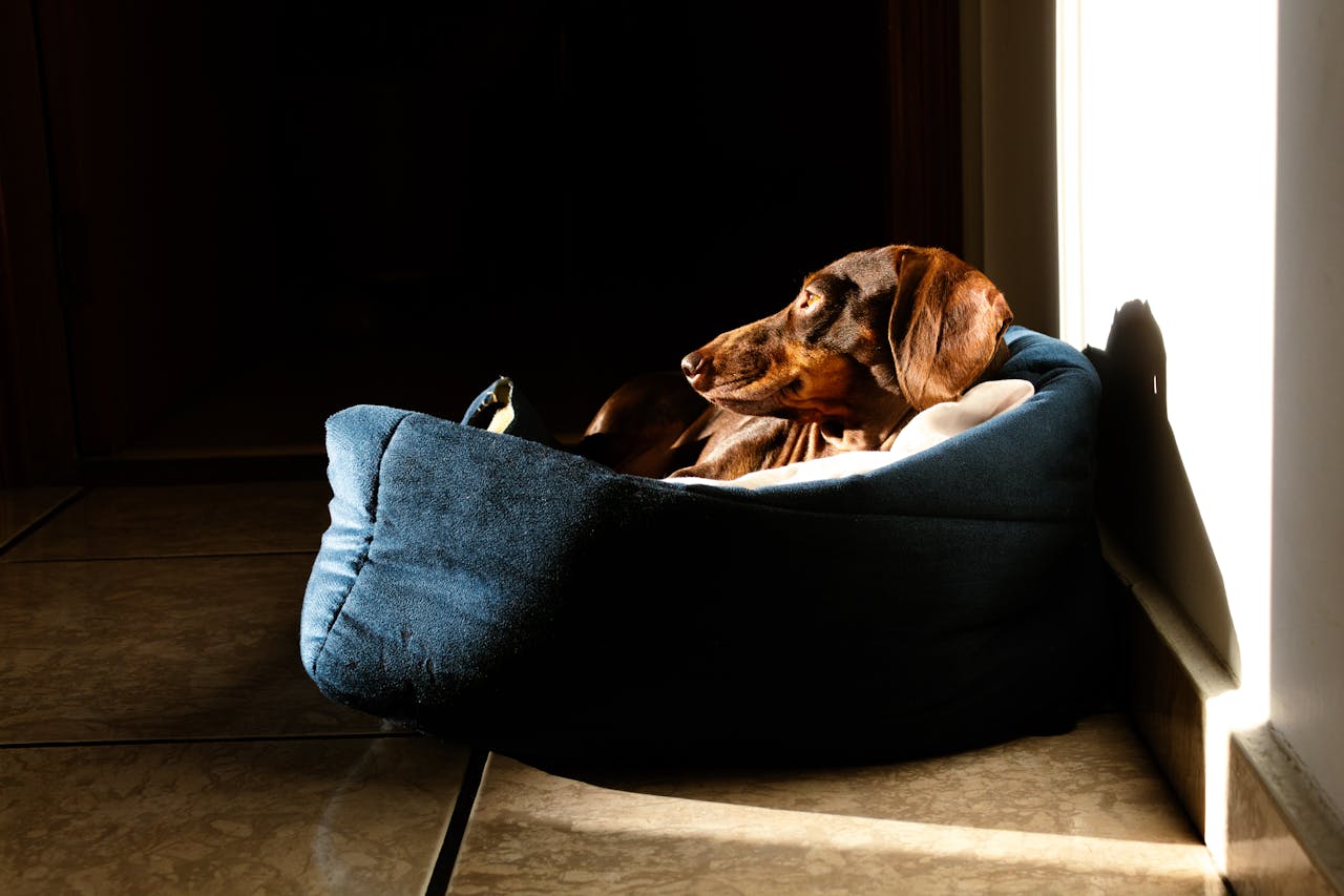 A dachshund basks in the sunlight on a cozy dog bed indoors, exuding calm and warmth.