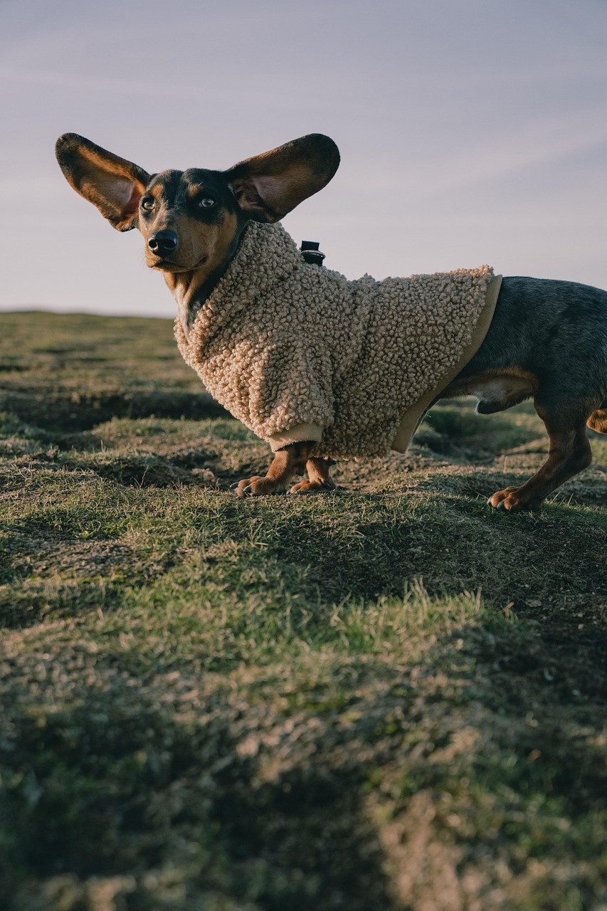 dog, pet, animal, ears, wind, hill, nature, portrait