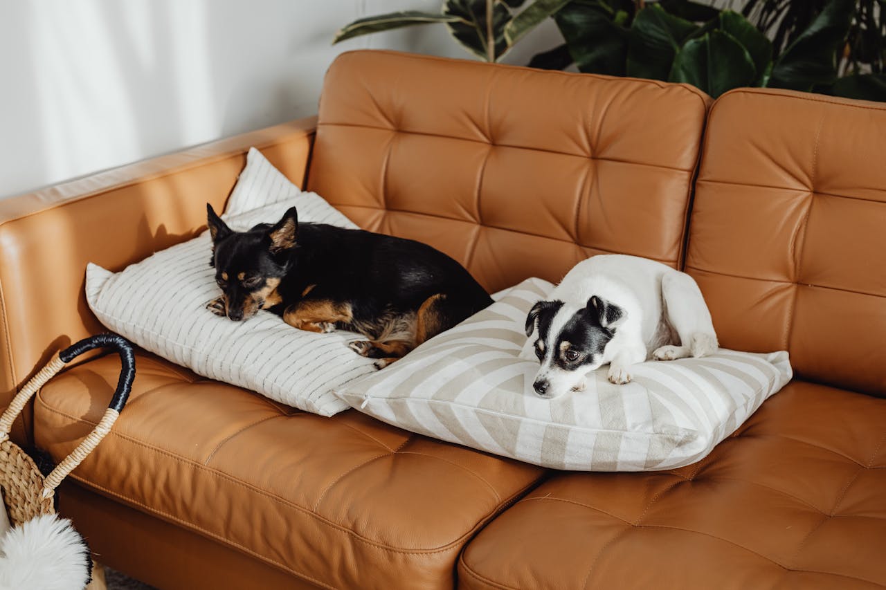 Two adorable dogs relaxing on pillows on a cozy leather sofa indoors.