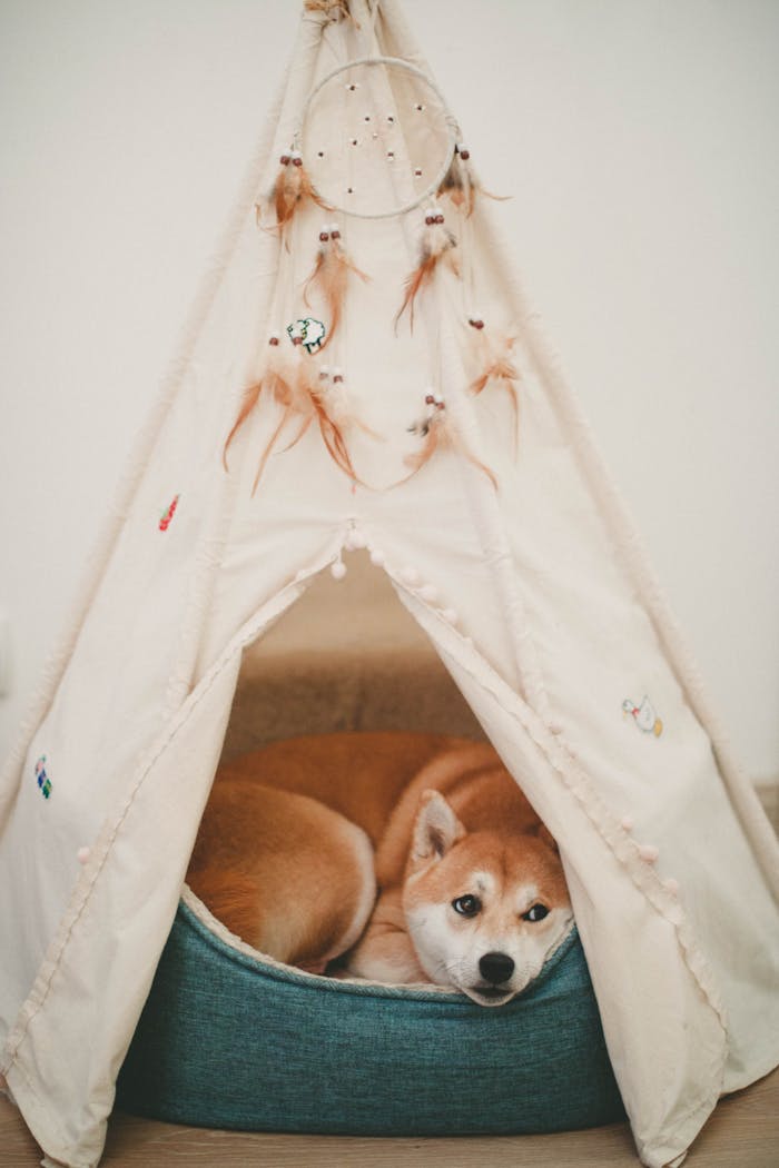 A Shiba Inu rests comfortably inside a decorated indoor tent.