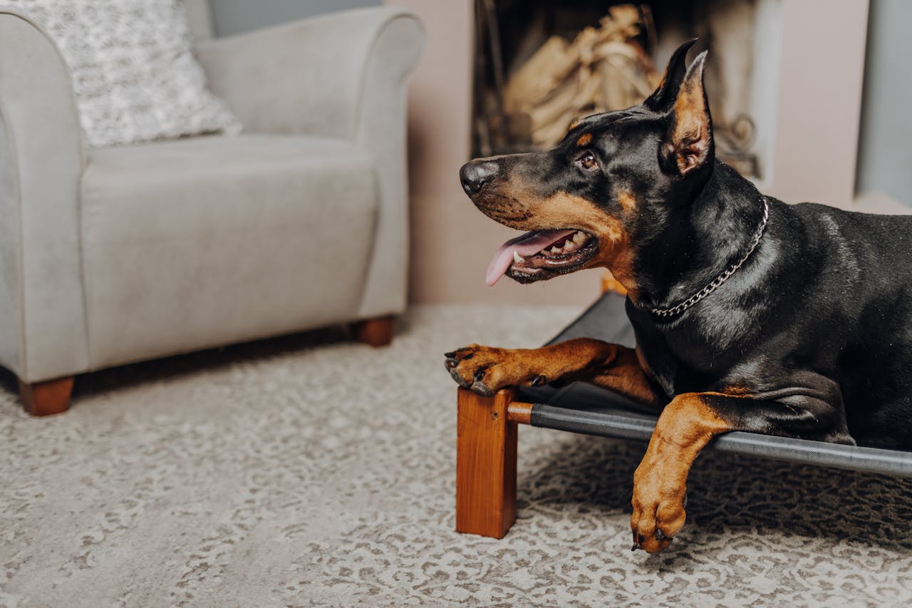 A Doberman pinscher relaxing on a dog bed in a cozy living room setting.